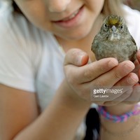 Picture for song 'I wish you were a sparrow' by artist 'Peter Kosta's Galaxy Rock Band'