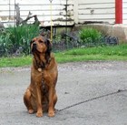 Picture for song 'My Old Hounddog' by artist 'Petrichor'