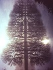 Picture for song 'Sauvie Island' by artist 'Phanta Sci'