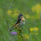 Picture for song 'Tarier des pres - Saxicola rubetra - Whinchat' by artist 'plaines et collines'