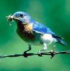 Picture for song 'bluebird' by artist 'Planet Formation'