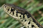 Picture for song 'Snake's Year.mp3' by artist 'Pretty Chilli'