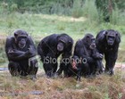 Picture for song 'Ma jungle de voix' by artist 'Primitive'