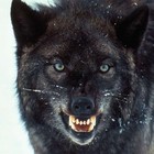 Picture for song 'Dj Grim - Closed Mouthz Dont Eat' by artist 'Prod. By Dj Grim'