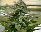 Picture for song 'those days when we used to blaze purple haze' by artist 'Professional Deliverance'