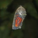 Picture for song 'Chrysalis' by artist 'Ralph Atkinson'