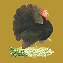 Picture for song 'Turkey in the Straw' by artist 'Ralph Atkinson'