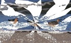 Picture for song 'The RedKnot Wind' by artist 'R.E.A. (USA)'