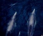 Picture for song 'Gliding' by artist 'Reverend Rick'