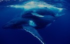 Picture for song 'Save Our Whales' by artist 'ROBERT M LISANTI'
