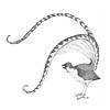 Picture for song 'The Bird Bought a String' by artist 'Rob Lewczyk'