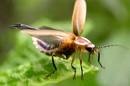 Picture for song '#60-From A Firefly (1984)' by artist 'Rob Lincoln'