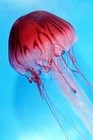 Picture for song 'Jellyfish - R. Loney' by artist 'Rob Loney'