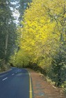 Picture for song 'Back Road Blues, (BMI).' by artist 'Ronnie Bee's Gigabyte Band'