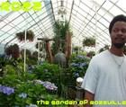 Picture for song 'The Garden Of Rozzville' by artist 'Rozzville'