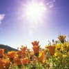 Picture for song 'New Day' by artist 'RW James'