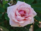 Picture for song '06 Beautiful Soul' by artist 'Samuel Cohen'