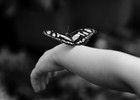 Picture for song '*NEW* Fly, Fly Away' by artist 'Screwaholic'