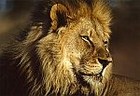 Picture for song 'Beware the Lions' by artist 'Scuzzo'