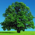 Picture for song 'Green' by artist 'Scuzzo'