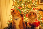 Picture for song 'CHRISTMAS JINGLE' by artist 'SEAN CHRIST'