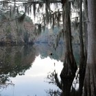 Picture for song 'In the Bayou' by artist 'Shawn Harris'