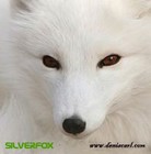 Picture for song 'Halo' by artist 'Silverfox ( UK )'