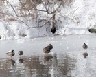 Picture for song 'First Snow' by artist 'Speak Words Speak'