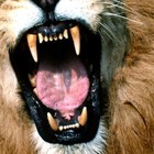 Picture for song '*POP* Animal' by artist 'Steezy Jay'