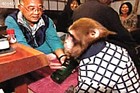 Picture for song 'Bring my monkey to your bar?' by artist 'Steve Crispen'