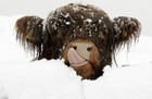 Picture for song 'wooly bully' by artist 'Stockwrock'