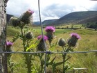 Picture for song 'Radio Scotland' by artist 'Stuckey and Murray'
