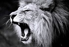 Picture for song 'Into the Wild' by artist 'Supernova Beats'