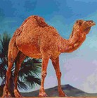 Picture for song 'Iraq Boogie' by artist 'tali and johnny'