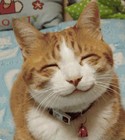 Picture for song 'Dream of Cats' by artist 'The Al Love Experience'