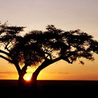 Picture for song 'In The Key Of Africa' by artist 'The Electric Cow Bell Project'