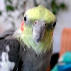 Picture for song 'Lend Me A Bird (feat. Billie)' by artist 'The Happy Cockatiel'