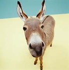 Picture for song 'Donkey Punch' by artist 'The Happy Hour'