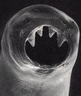 Picture for song 'Parasite Club' by artist 'The Harridans'
