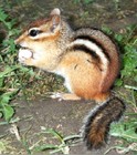 Picture for song 'Chipmunks f*** On Cocaine Too' by artist 'THE JERZEE KiD (NJ)'