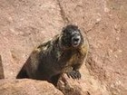 Picture for song 'K-Beet' by artist 'The Marmot Band'