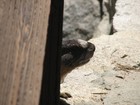 Picture for song 'Return From 25th Street' by artist 'The Marmot Band'