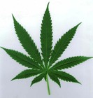 Picture for song '#13- FO' TWENTY (FREE DOWNLOAD FOR 4:20)' by artist 'theresurrection'
