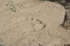 Picture for song 'SASQUATCH FEET' by artist 'The Specialists'