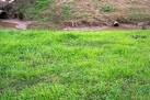 Picture for song 'Green Grass Grows' by artist 'The Vieve'