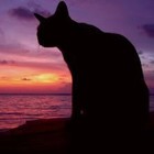 Picture for song 'Timmy Techno-The Alleycat Life' by artist 'Timmy Techno'