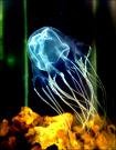 Picture for song 'box jellyfish' by artist 'Tobias Prinz'