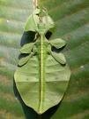 Picture for song 'walking leaf' by artist 'Tobias Prinz'