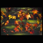Picture for song 'Falling leaves' by artist 'tonedeaphproductions'