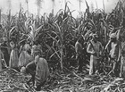 Picture for song 'Horrendous Conditions for Haitian Cane Cutters' by artist 'Unusual Sources'